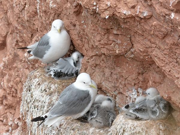 <h3><a href="/trips/helgoland/biota/animalia/chordata/aves/024 charadriiformes/017 laridae/rissa tridactyla/rissa tridactyla-nl.html">Rissa&nbsp;tridactyla</a> / Black‑legged&nbsp;kittiwake / Drieteenmeeuw</h3><p>Drieteenmeeuwen met jongen op hun nesten.  Vrijwel altijd is een van de ouders bij de jongen. </p>NIKON D7100 met AF-S Nikkor 300mm f/2.8G IF-ED VR II, 1/320 sec  bij F5.6, ISO 320, afstand 19.9&nbsp;m